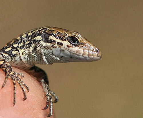 Podarcis muralis